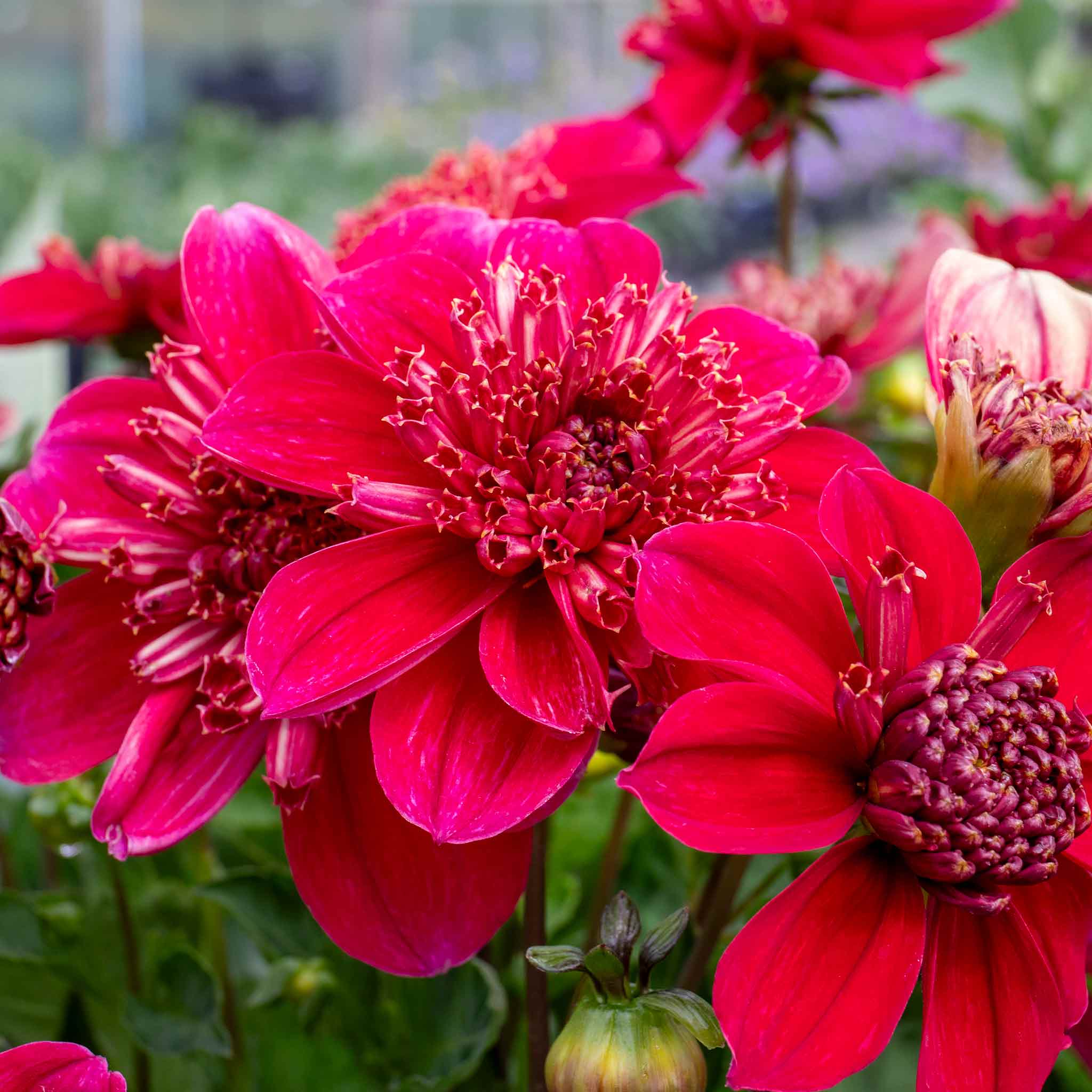 Dahlia Plant 'Inca' | Marshalls Garden