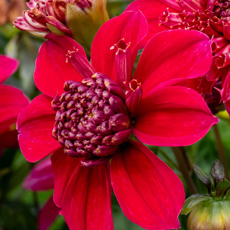 Dahlia Tuber 'Inca'