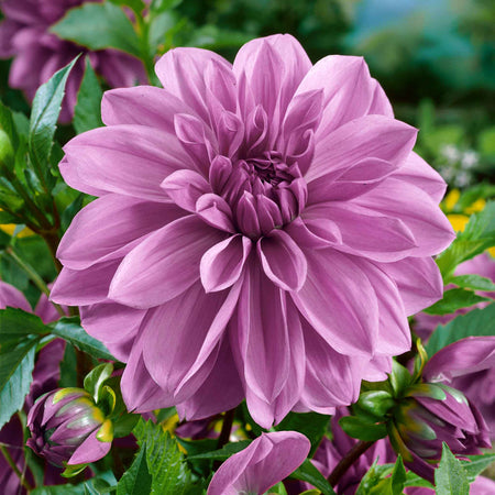 Dahlia Plant 'Lilac Time'
