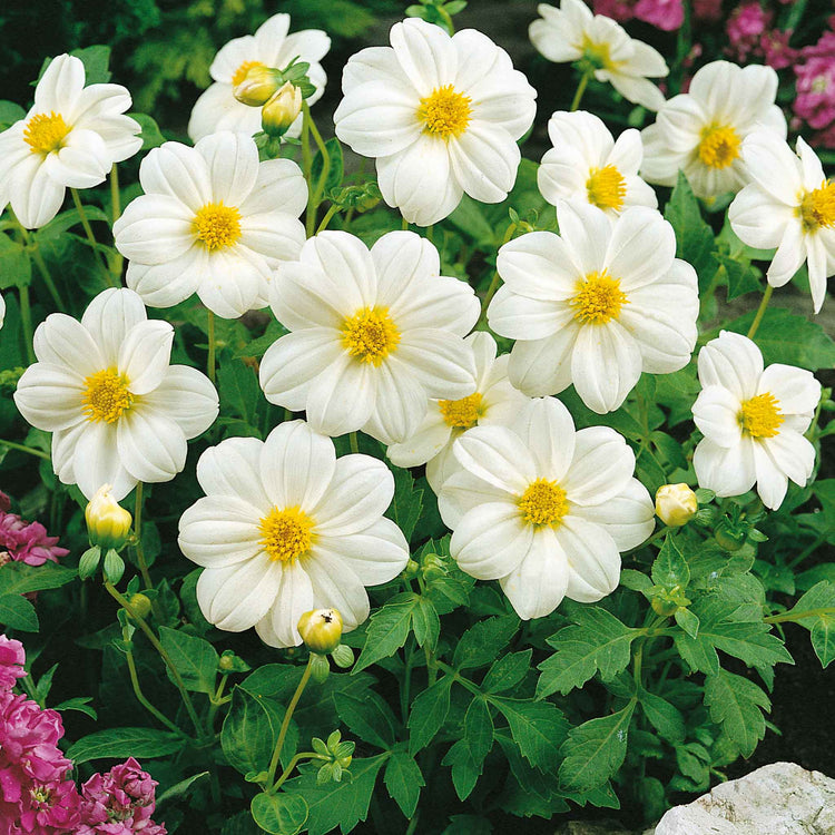 Dahlia Tuber 'Sneezy'