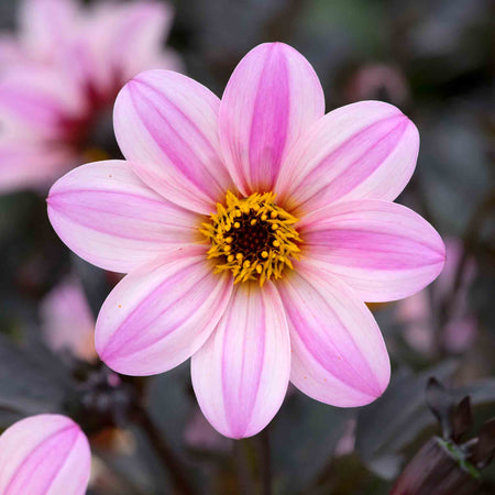 Dahlia Plant 'Mystic Dreamer'