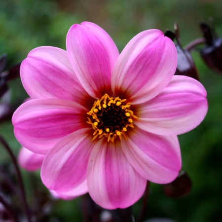Dahlia Plant 'Mystic Dreamer'