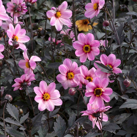 Dahlia Plant 'Mystic Dreamer'