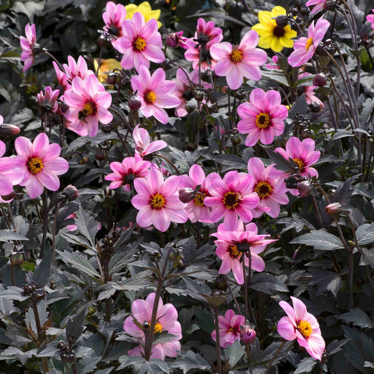 Dahlia Plant 'Mystic Dreamer'