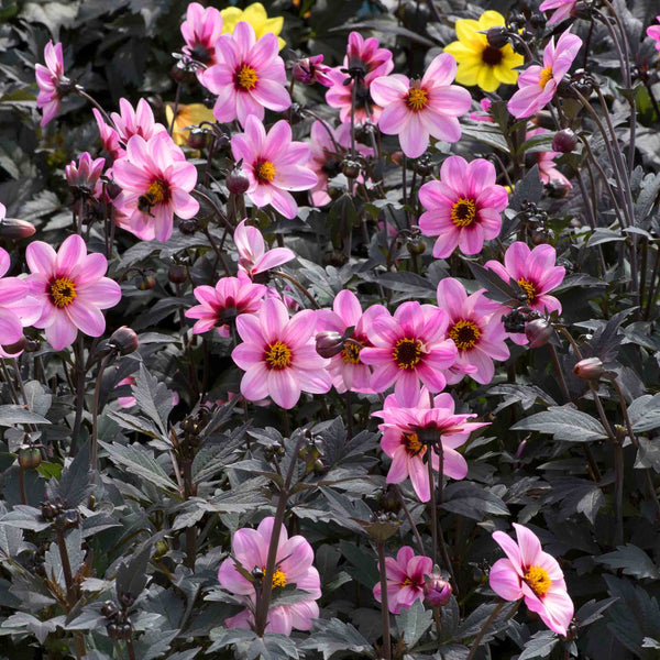 Dahlia Plant 'Mystic Dreamer'