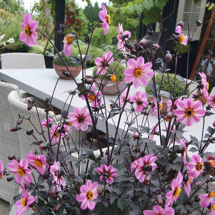 Dahlia Plant 'Mystic Dreamer'