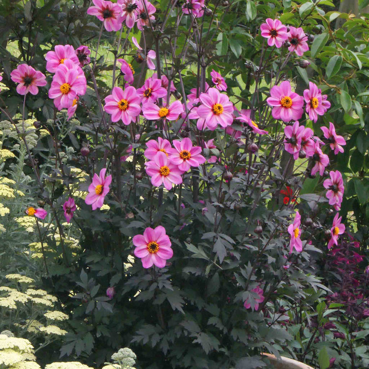 Dahlia Plant 'Mystic Dreamer'