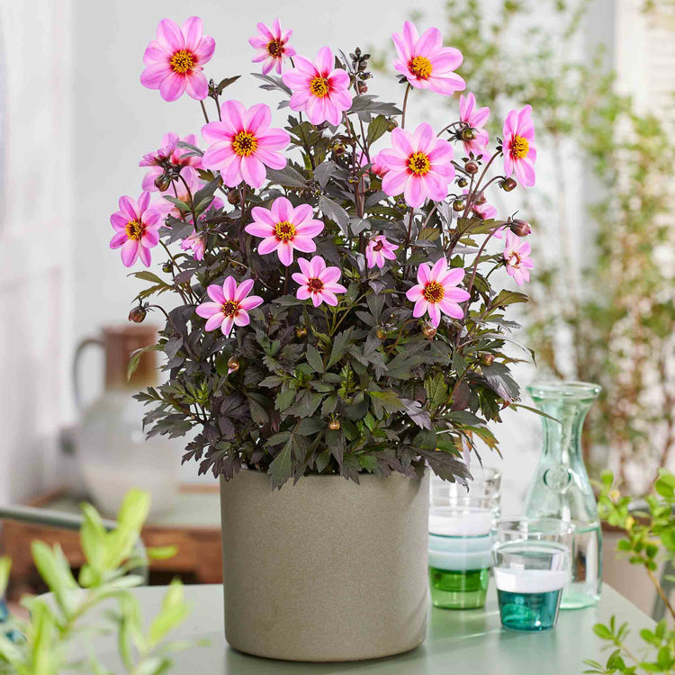 Dahlia Plant 'Mystic Dreamer'