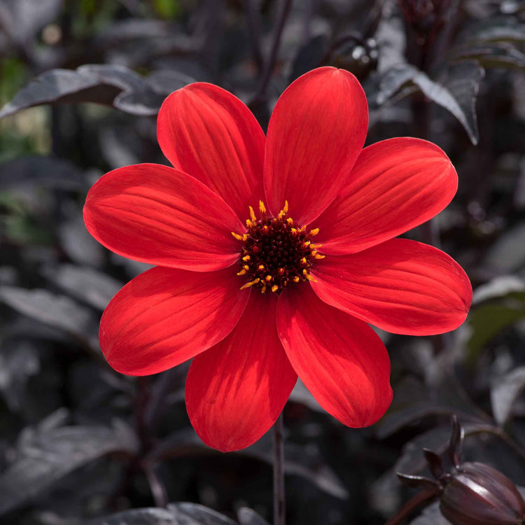 Dahlia Plant 'Mystic Enchantment'