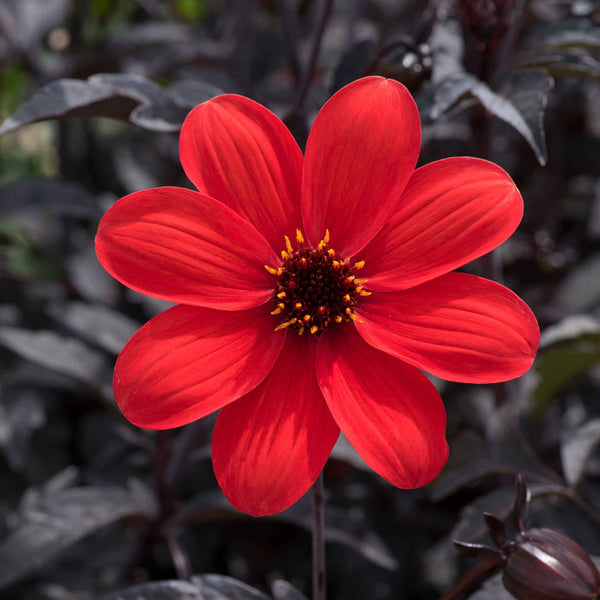 Dahlia Plant 'Mystic Enchantment'