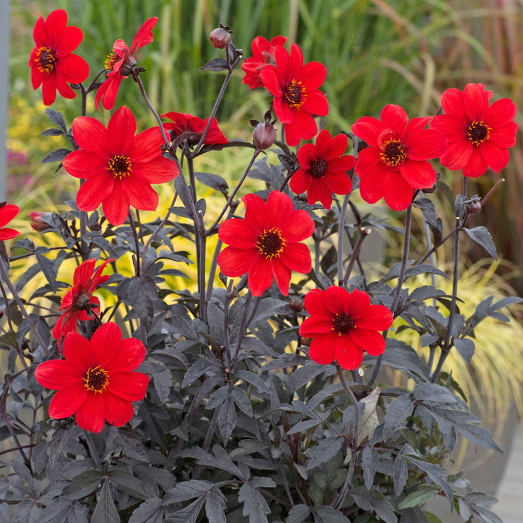 Dahlia Plant 'Mystic Enchantment'