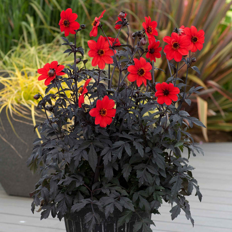 Dahlia Plant 'Mystic Enchantment'