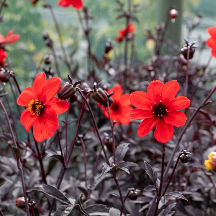 Dahlia Plant 'Mystic Enchantment'