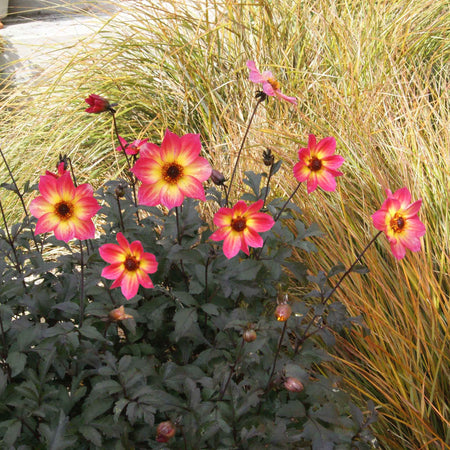 Dahlia Plant 'Mystic Sparkler'