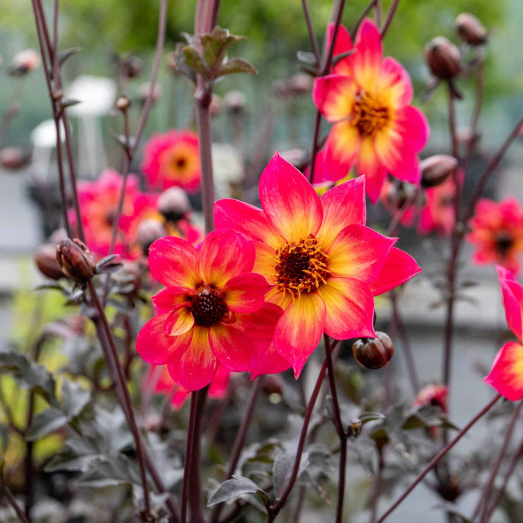 Dahlia Plant 'Mystic Sparkler'