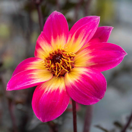 Dahlia Plant Mystic Collection