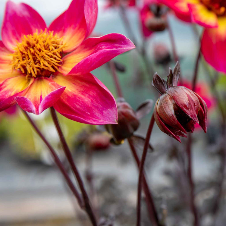 Dahlia Plant 'Mystic Sparkler'