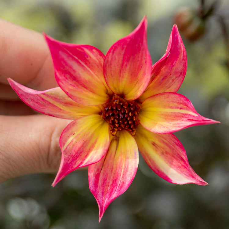 Dahlia Plant 'Mystic Sparkler'