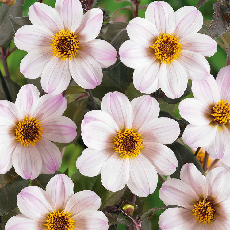 Dahlia Tuber 'Bishop of Dover'