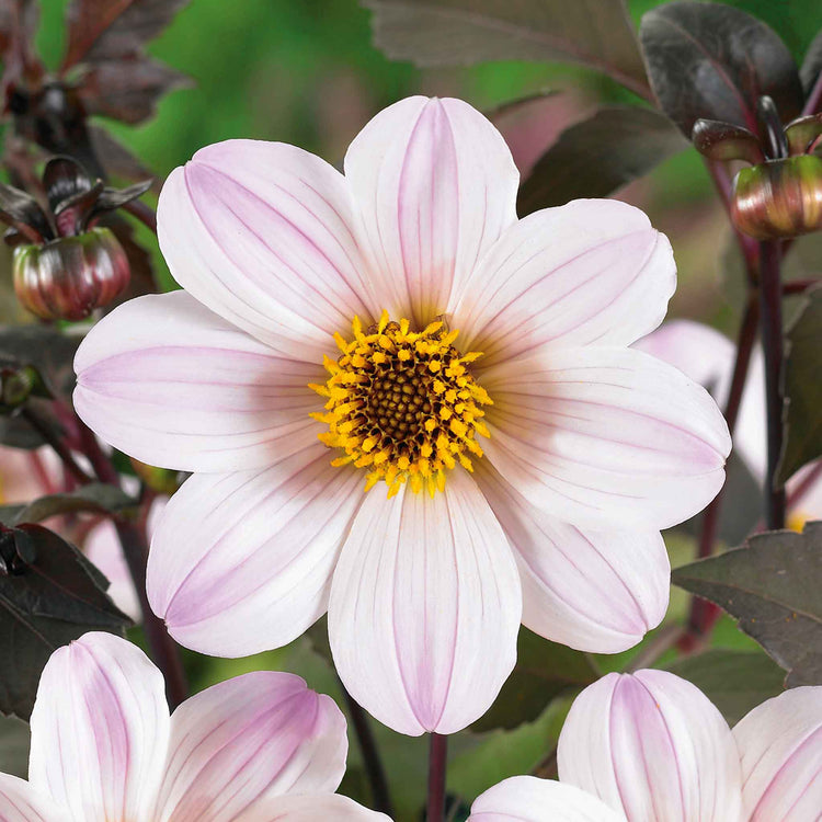 Dahlia Tuber 'Bishop of Dover'