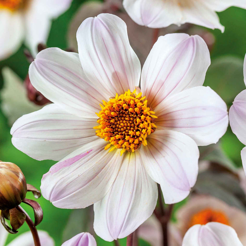 Dahlia Tuber 'Bishop of Dover'
