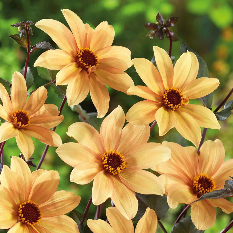 Dahlia Tuber 'Bishop of York'