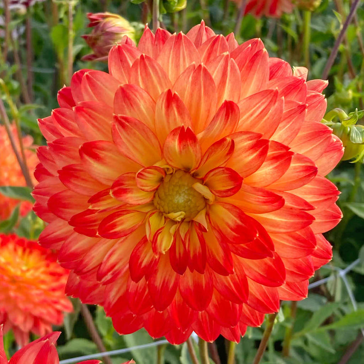 Dahlia Tuber 'Procyon'