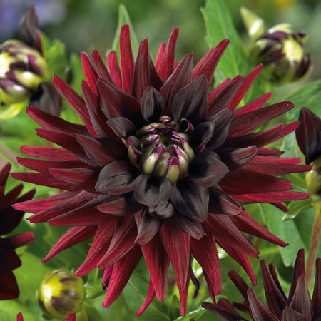 Dahlia Tuber 'Tamburo'