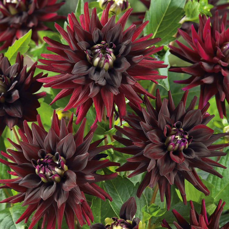 Dahlia Tuber 'Tamburo'