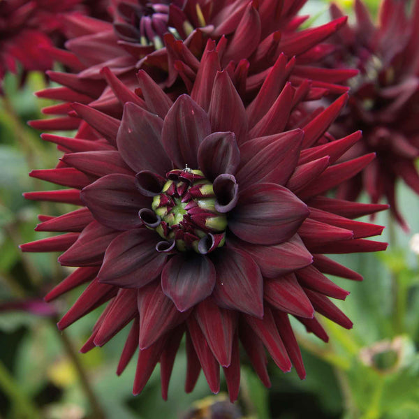 Dahlia Tuber 'Tamburo'
