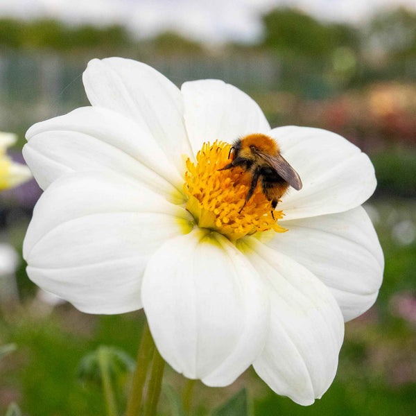 Dahlia Tuber 'Sneezy'
