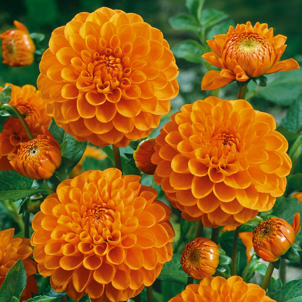 Dahlia 'Sylvia' Tuber