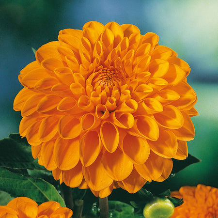 Dahlia 'Sylvia' Tuber