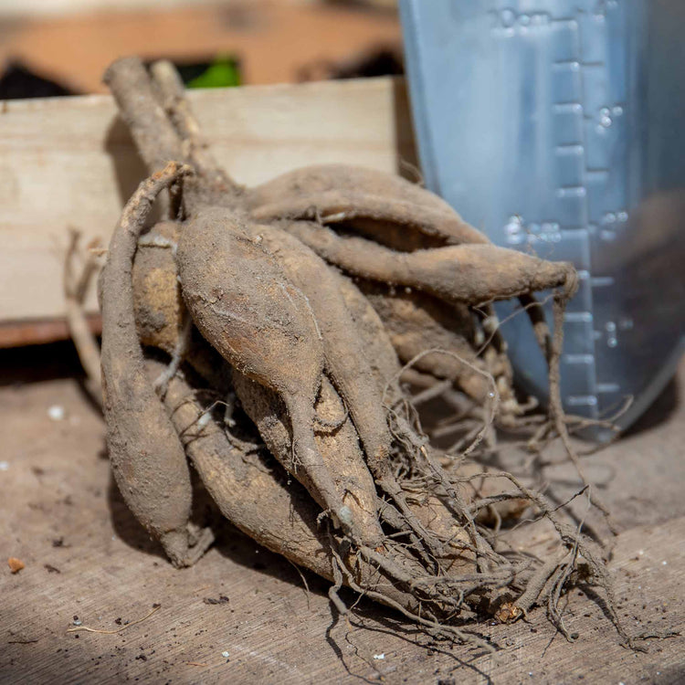 Dahlia Plant 'Le Baron'