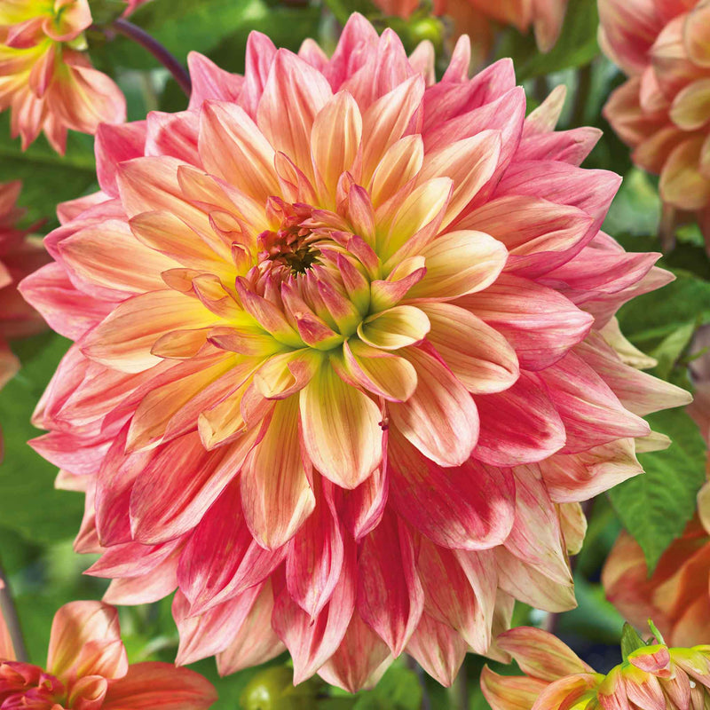 Dahlia Plant 'Wandas Aurora'