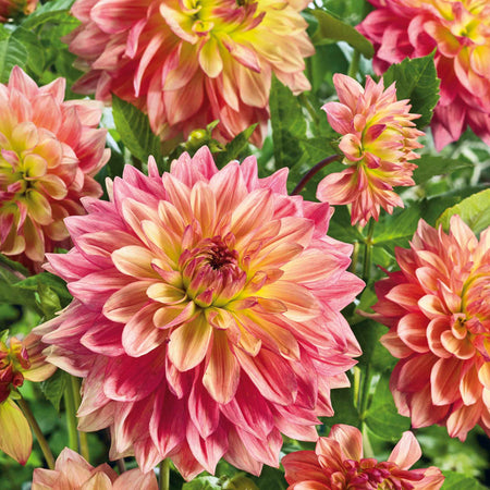 Dahlia Plant 'Wandas Aurora'