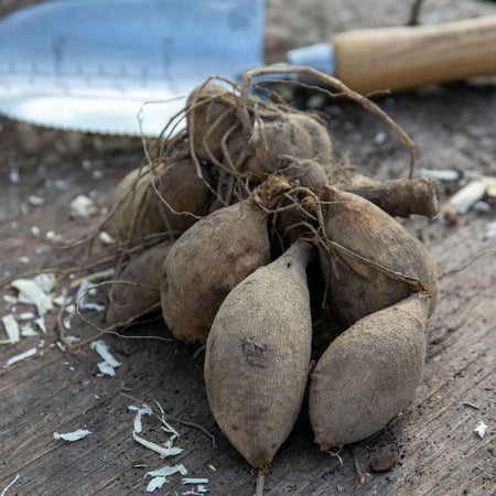 Dahlia Plant 'Wandas Aurora'