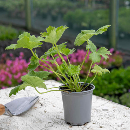 Delphinium Plant 'Delgenius Juliette'