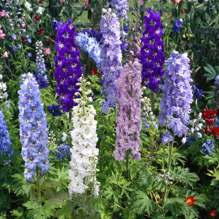 Marshalls 'Cottage Garden Favourites' Collection