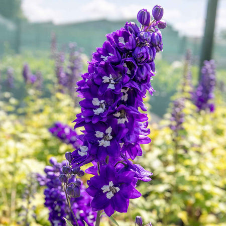 Delphinium Plant 'Magic Fountains Mix'