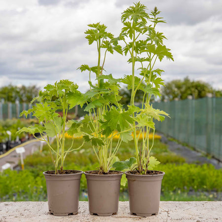Delphinium Pacific 'Blue Bird'