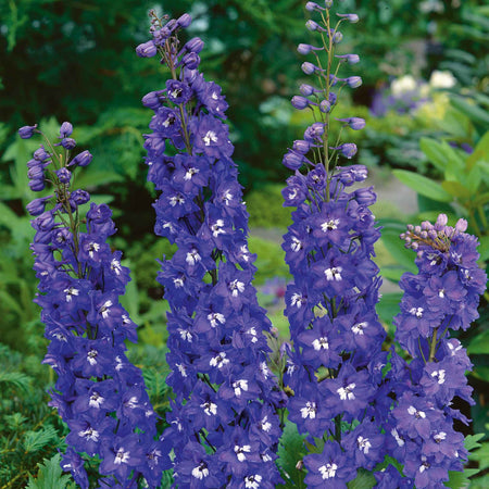 Delphinium 'Pacific Blue Bird'