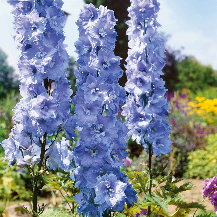 Delphinium Pacific 'Blue Bird'
