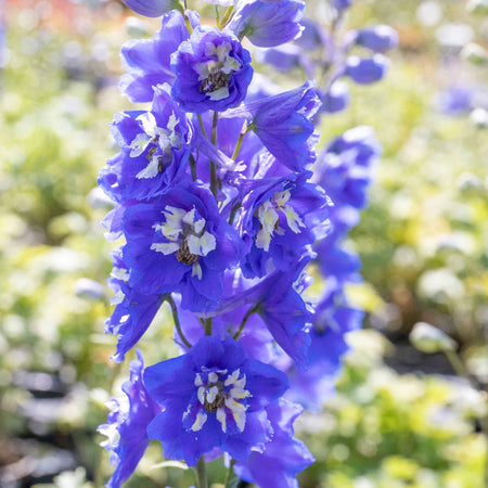 Delphinium 'Pacific Blue Bird'