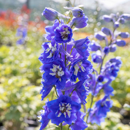 Delphinium 'Pacific Blue Bird'