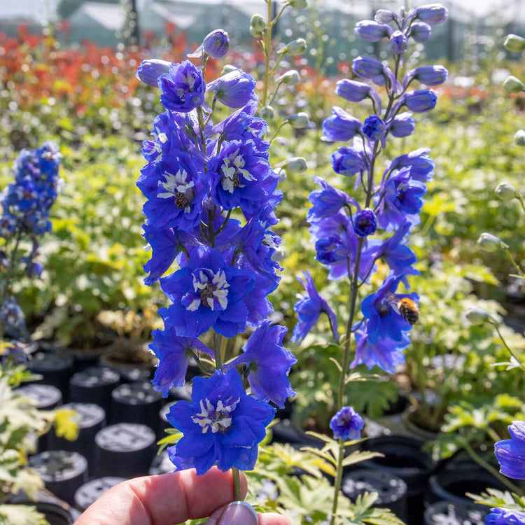 Delphinium 'Pacific Blue Bird'