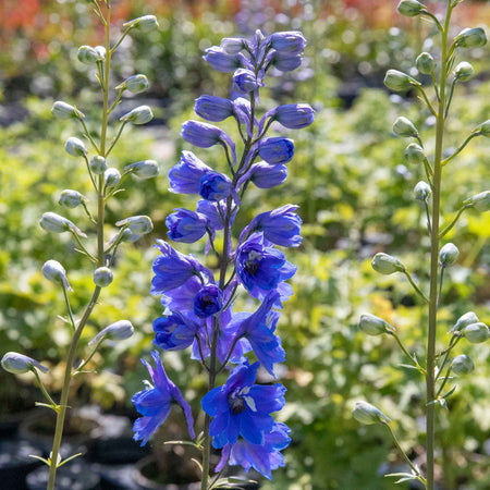 Delphinium 'Pacific Blue Bird'