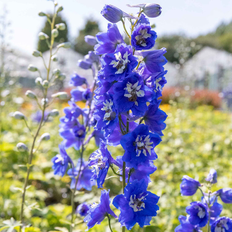 Delphinium 'Pacific Blue Bird'