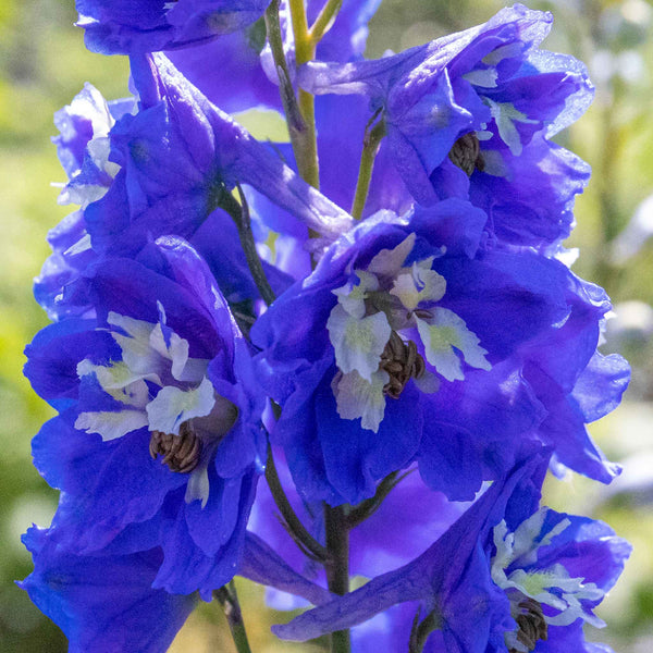 Delphinium 'Pacific Blue Bird'