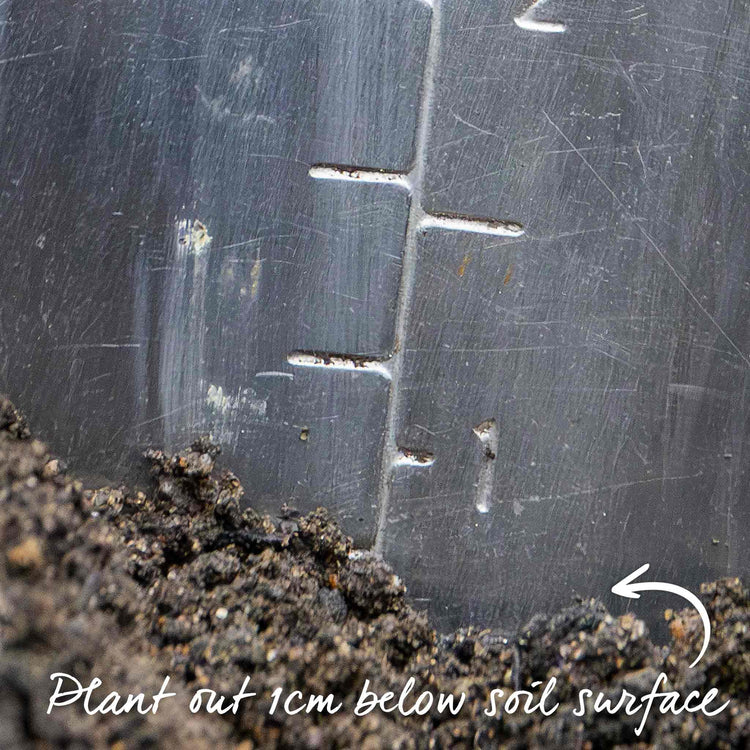 Onion Seeds 'Centro'